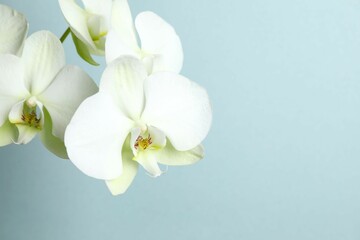White orchid on color background