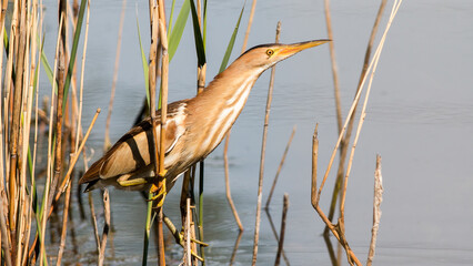 great blue heron