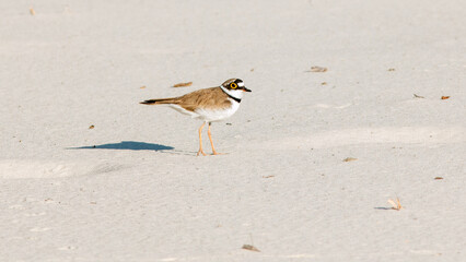 bird on the beach