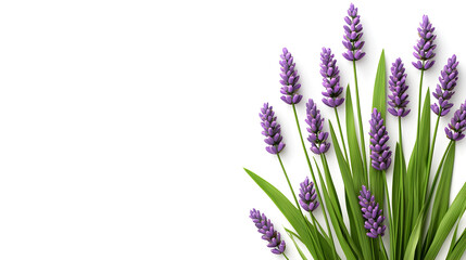 Naklejka premium Lavender flowers with green leaves on white background, creating calming atmosphere