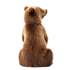 Fototapeta premium Back View Cute Bear Sitting isolated on white or transparent background, png. Easy to place on any other background