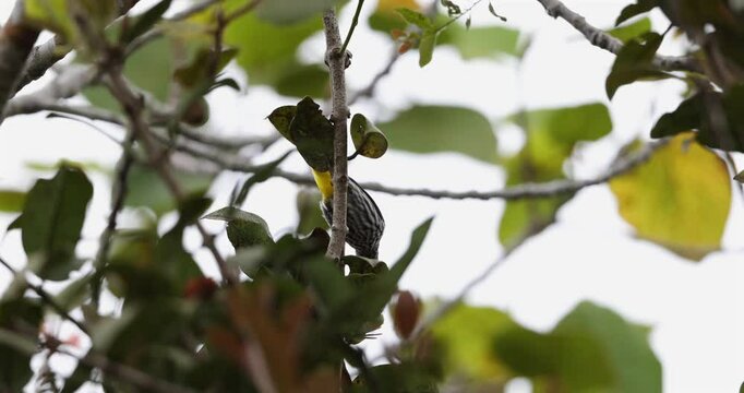 Nature wildlife footage of Whitehead's Spiderhunter bird endemic of borneo bird.