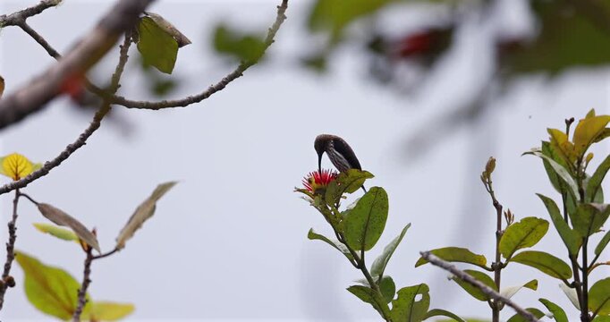 Nature wildlife footage of Whitehead's Spiderhunter bird endemic of borneo bird.