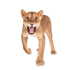 Fierce Lioness Roaring in Dynamic Pose isolated on white or transparent background, png. Easy to place on any other background