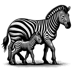 Zebra Illustration