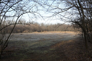 Parco lombardo in pieno inverno