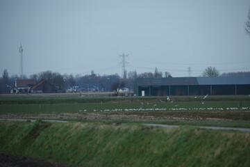 Fototapeta na wymiar Flocks of birds gather in a rural field next to farm buildings during cloudy weather