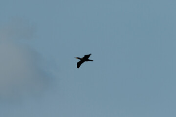 Bird soaring high in a clear sky during late afternoon