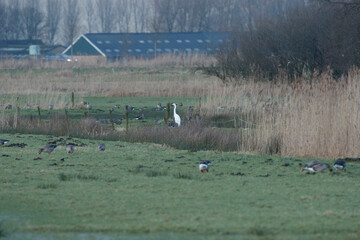 Swans and Migratory Birds in a Tranquil Wetland at Dusk