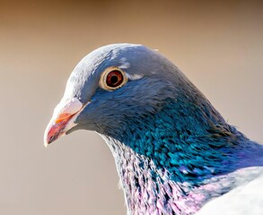 Close-up of a pigeon with iridescent feathers against a soft background.