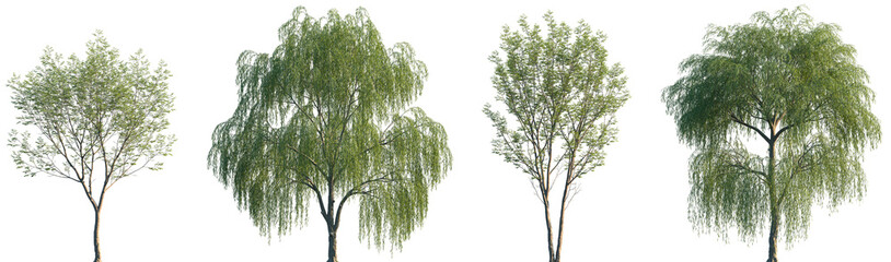 Set of Aphananthe aspera and Salix babylonica frontal street trees isolated png on a transparent background perfectly cutout