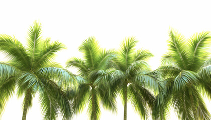 Fototapeta premium Lush green palm trees against a bright white background, ideal for tropical vacation themes, summer designs, or travel promotions.