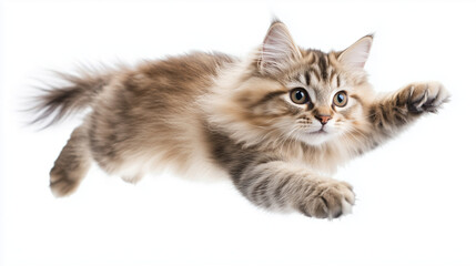 Obraz premium Long-haired Siberian kitten jumping on white background
