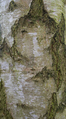 Beautiful close-up of the bark of betula x aurata