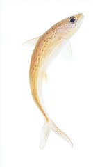 Close-Up of a Single Trout Fingerling