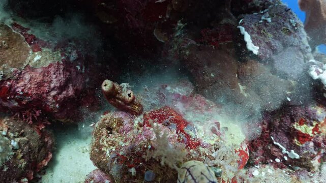 Boxfish over the Reef - Indonesia