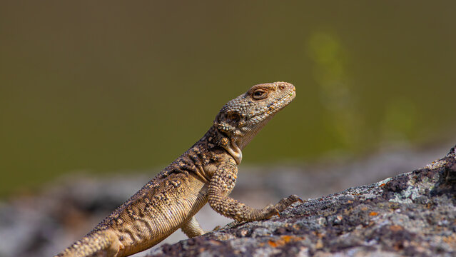 Kafkas Keleri Caucasian Lizard