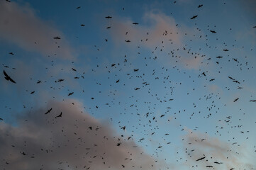 Many crows inthe sky. Crows silhouettes on a evening's dark blue sky.
