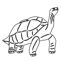 turtle walking sketch, outline vector