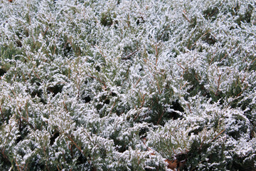 branches of a coniferous bush in the snow

