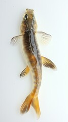 Fototapeta premium Single Trout Fingerling