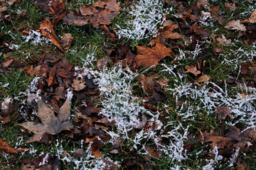 snow on grass and leaves

