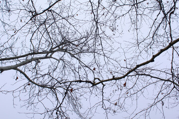 branches of a tree against the sky