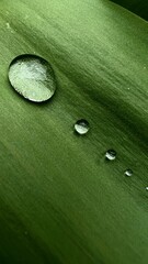 Beautiful large drop morning dew in nature, selective focus. Drops of clean transparent water on leaves. Sun glare in drop. Image in green tones. Spring summer natural background.