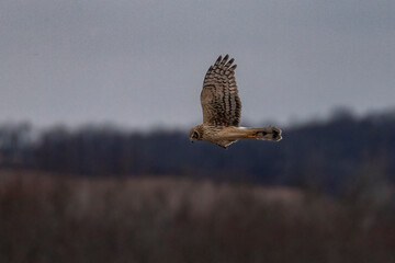 Female Northern Harrier flies over the marsh