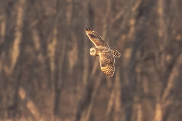 Short-eared Owl hunts over the grasses of the marsh