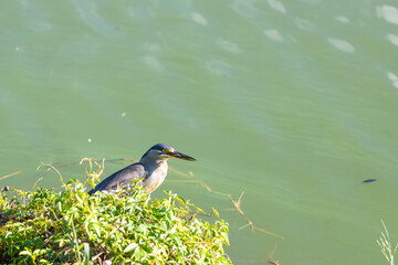 Striated heron (Socozinho) near water, in a calm pose, showcasing its gray feathers. Perfect for aquatic bird projects and Brazilian ecosystem studies.