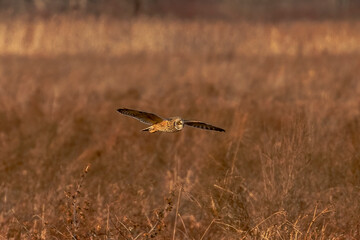 Short-eared Owl hunts over the grasses of the marsh