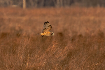 Short-eared Owl hunts over the grasses of the marsh