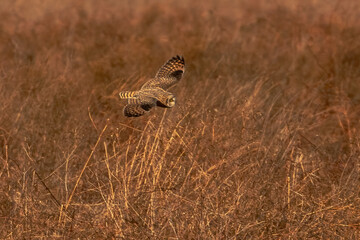 Short-eared Owl hunts over the grasses of the marsh