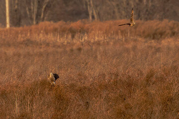 Short-eared Owl harasses a Northern Harrier