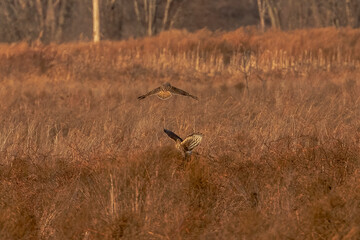 Short-eared Owl harasses a Northern Harrier
