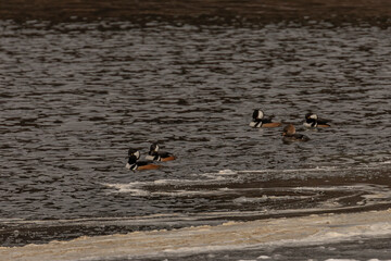 Hooded Merganer Ducks swim along the ice on the Delaware River