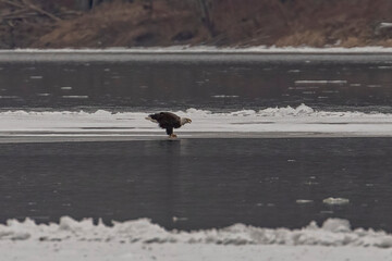 Bald Eagle eats a fish on the ice of the Delaware River