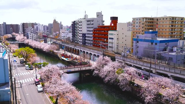 【神奈川県・横浜市】春の大岡川プロムナードの風景　満開の桜並木と川沿いを走る電車
