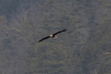 Bald Eagle flies over the Delaware River