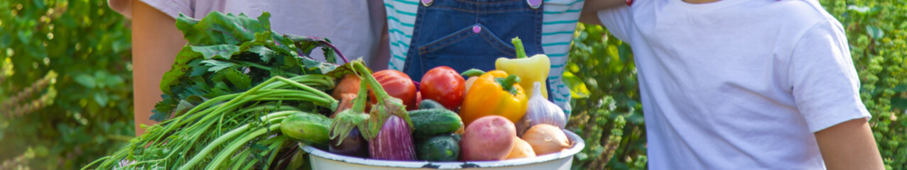 Children with a bowl of vegetables in the garden family harvest gathering