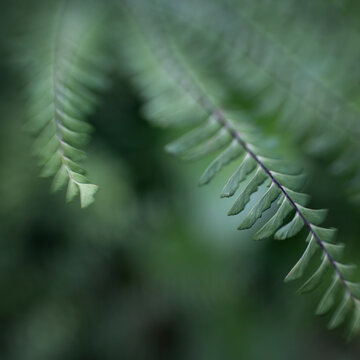 green background with fern leaves