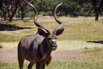 Male kudu antelope in a nature reserve in Zimbabwe