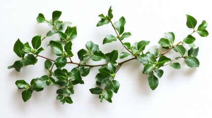 A sprig of green leaves on a white surface creates a minimalistic and natural look