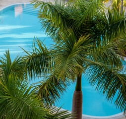Palm trees at the pool.