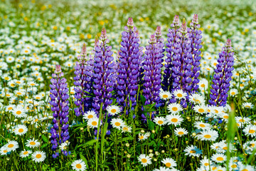 Obraz premium Lupins growing amongst a field of daisies.