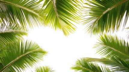 Lush green palm leaves framing a bright sky, creating a tropical ambiance for relaxation