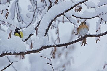 bird in the snow