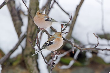 Common Chaffinch on branch