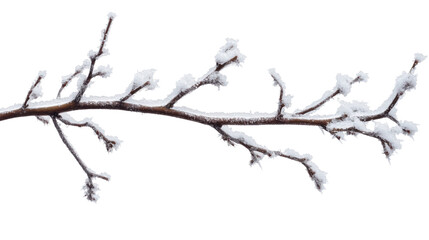 Obraz premium tree branches covered with snow isolated on white background 